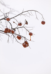 Persimmon fruits on tree against sky with snow and birds. Beijing, China