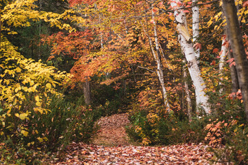 Fototapeta premium A path leads through a colourful, autumn forest