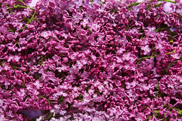 Beautiful blooming lilac flowers as background, closeup