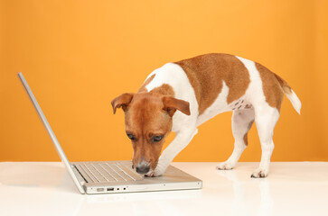 smart dog with laptop on orange background isolated