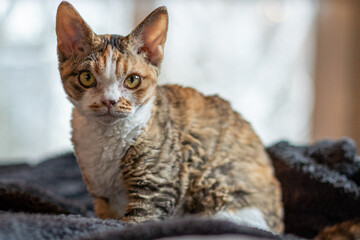 portrait of a kitten with large ears
