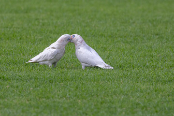 Two Little Corellas (Cacatua sanguinea) apparently kissing, in courtship on the grass, in...