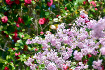 岡山　桜　春　たけべの森公園