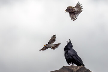 An Australian Raven (Corvus coronoides) atop the roof of a building looks up as two Noisy Miners...
