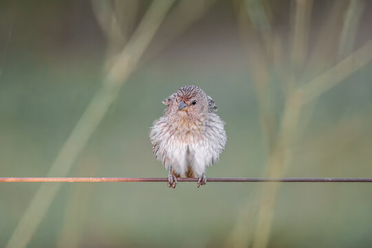 Can&aacute;rio-da-terra