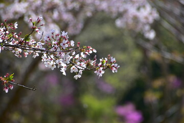 岡山　桜　春　たけべの森公園