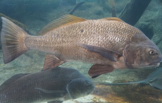 Close up of a large black drum swimming inside an aquarium