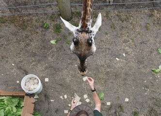 The top view of the adult giraffe eating food from a caretaker