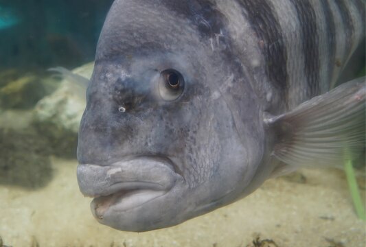 Close up of a sheepshead swimming inside an aquarium