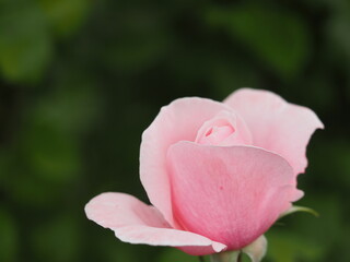 ピンクのバラ　ナエマ