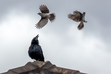 Two Noisy Miners (Manorina melanocephala) swooping on an Australian Raven (Corvus coronoides) atop...