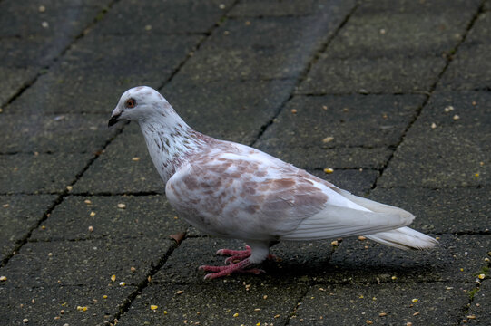 Profile View of White and Brown Speckled Dove: A captivating image showcasing the elegant side profile of a dove with distinctive white and brown speckled plumage.