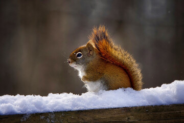 A sideways view of a red squirrel in the snow with it's tail over it's back and a few snowflakes falling.