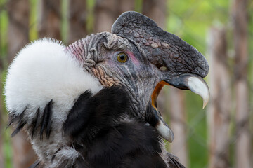 Condor andino