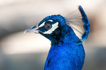 Pavo Real