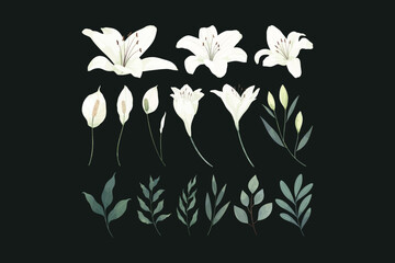 White Lily Flower Illustration Set