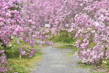 岡山　桜　春　たけべの森公園