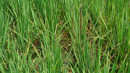 leaf disease in rice plants which can cause losses for farmers