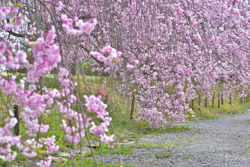 Fototapeta premium 岡山 桜 春 たけべの森公園