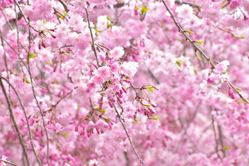 岡山　桜　春　たけべの森公園