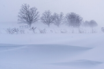 snow covered trees in winter with blowing snow and a snowdrift