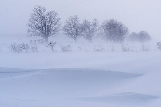 snow covered trees in winter with blowing snow and a snowdrift