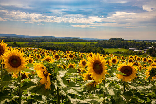 field of sunflowers, sunflower farm, sunflowers