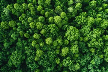 Aerial view of a lush green forest