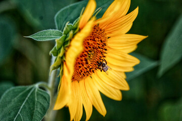 sunflower with bee 