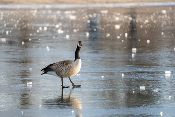 A Canada goose walks (trudges?)  across a frozen lake in the winter.