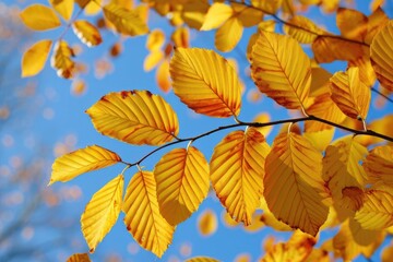 Golden autumn leaves against a blue sky