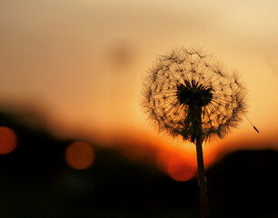 A silhouette of a dandelion against a sunset sky