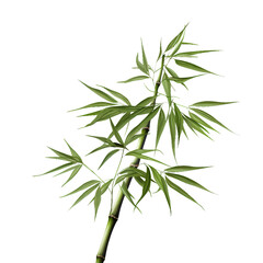Fototapeta premium Bamboo, PNG graphic resource