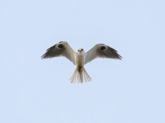 The white-tailed kite (Elanus leucurus) flying in the blue sky, Galveston, Texas