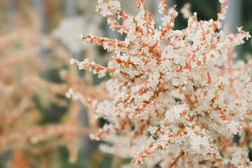 blooming branch macro on defocused background