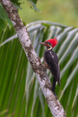Lineated Woodpecker (Dryocopus lineatus), Costa Rica