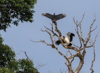 King Vulture (Sarcoramphus papa) with wings spread at La Laguna del Lagarto Lodge, Boca Tapada, San Carlos, Costa Rica