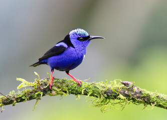 Red-legged honeycreeper (Cyanerpes cyaneus) at La Laguna del Lagarto Lodge, Boca Tapada, San Carlos, Costa Rica