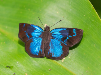 Glorious Blue-Skipper (Paches loxus) on the leaf, La Selva Biological Station, Costa Rica