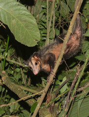 Southern Opossum (
Didelphis marsupialis or black-eared opossum or gambá