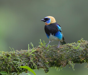 Golden-hooded Tanager (Stilpnia larvata) at  Laguna Del Lagarto Lodge, Costa Rica