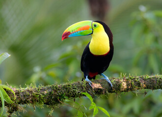 Keel-billed Toucan (Ramphastos sulfuratus) at La Laguna del Lagarto Lodge, Boca Tapada, San Carlos, Costa Rica