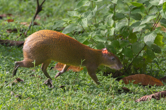 The Central American agouti (Dasyprocta punctata) 