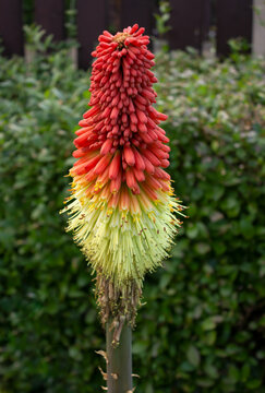 Detail of a spike of blooming and blooming Kniphofia flowers. Flowers blooming cluster of beautiful multi-flowered flowers, Kniphofia Papaya Popsicle favored by insect pollination.