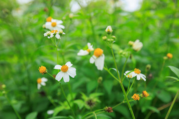 Beautiful little white bidens pilosa flowers blooming in spring
