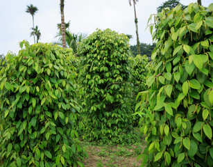 Black pepper fruits grow on tree in garden