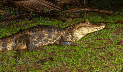 The Spectacled Caiman (Caiman crocodilus)  on the night hunt at La Laguna Del Lagarto Lodge, Costa Rica