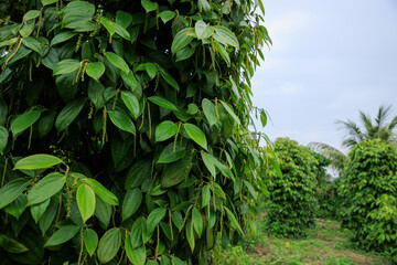 Obraz premium Black pepper fruits grow on tree in garden