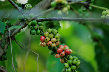 Coffee beans grow on tree