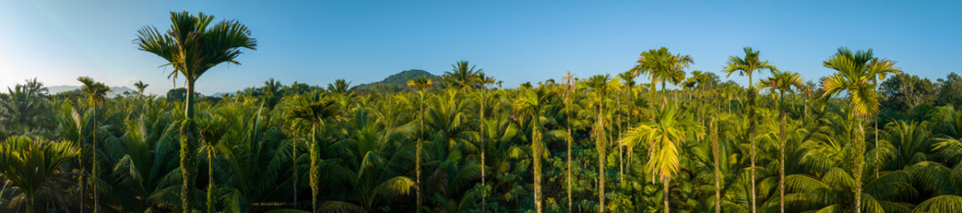 Aerial panorama view of coconut fruits grow on tree